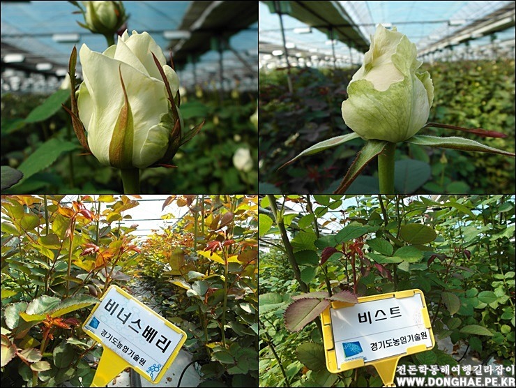 꽃의온도 이미지