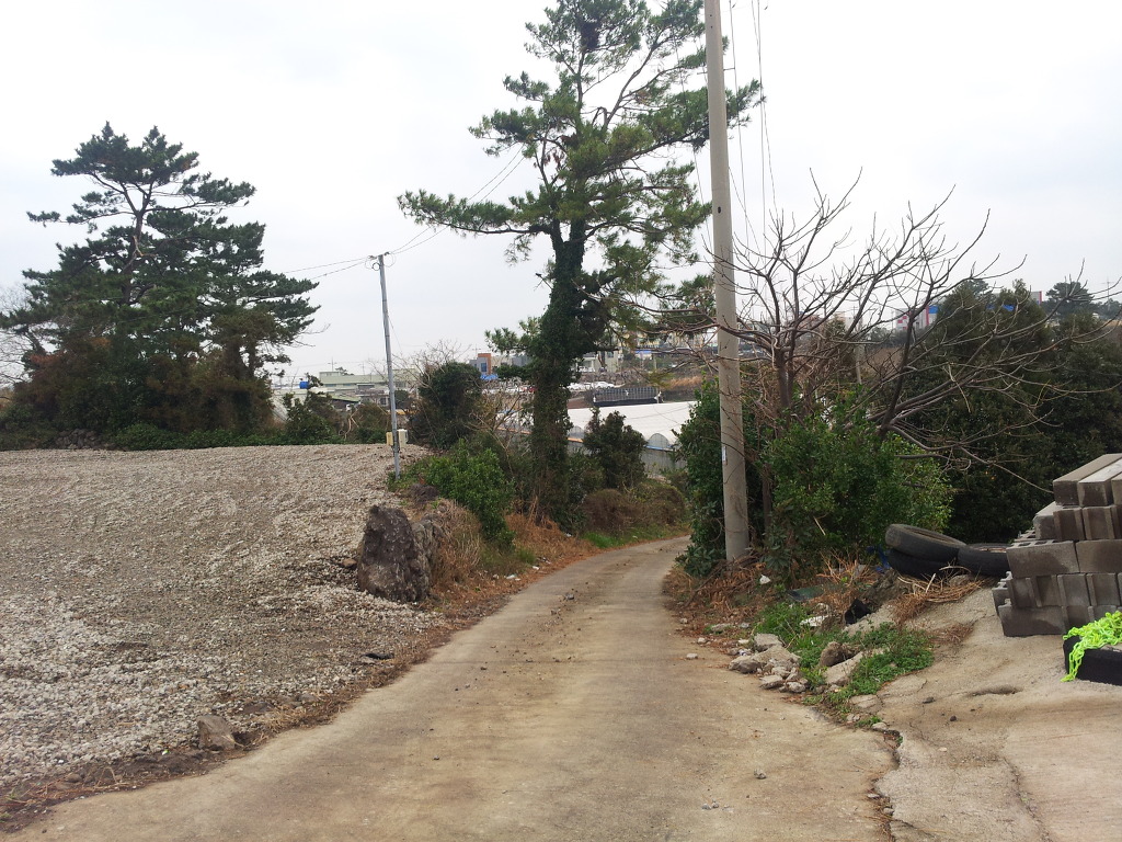 제주도는 황금의 땅이다. 