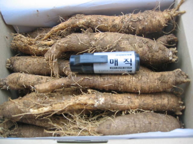 11월수확한더덕