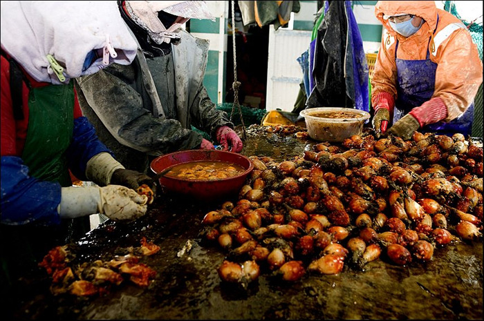 ‘꽃보다 멍게’ 통통한 속살, 맛 좀 보세요!