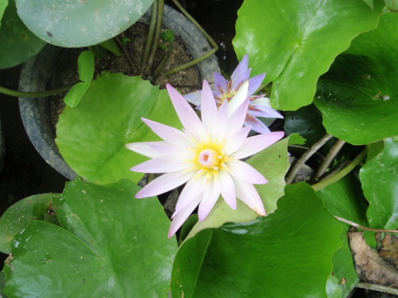 수련
