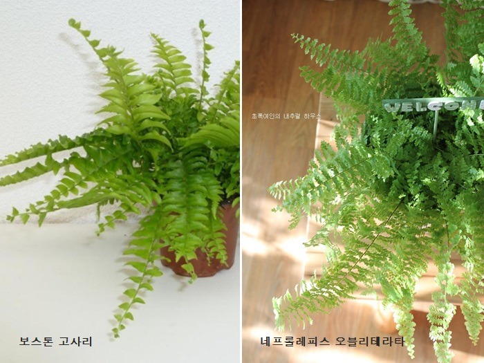오블리 이미지