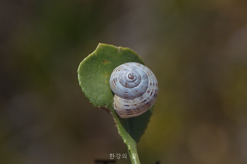 호주의 야생화