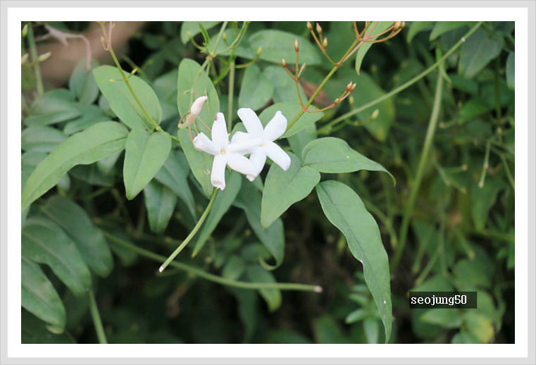 자스민 이미지