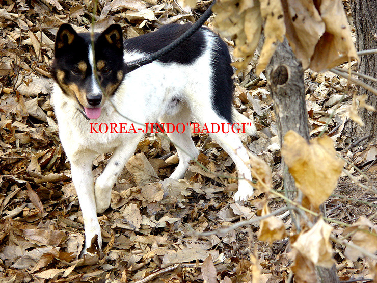 순수한 연구소 이미지