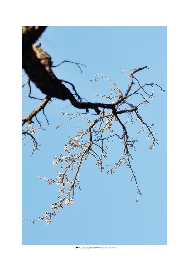박씨매(朴氏梅)