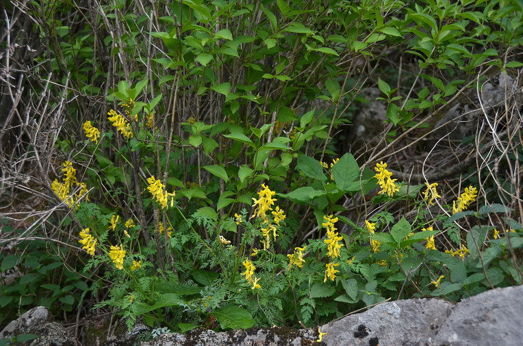 괴불주머니 구분