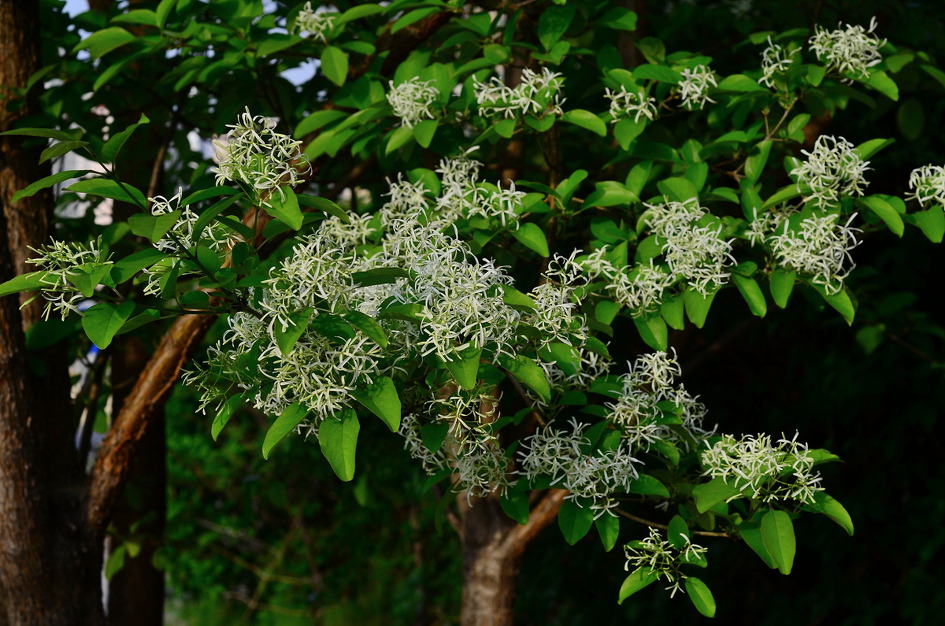 시례저수지 -> 신어사 