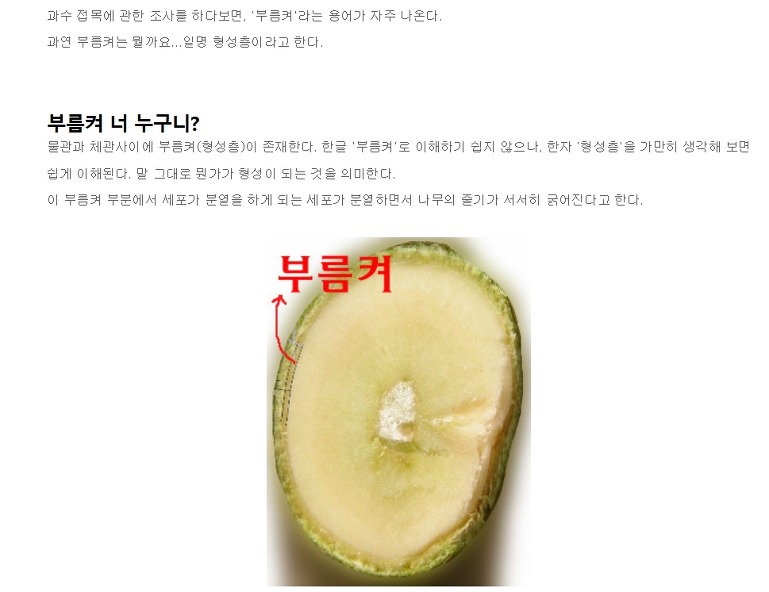 망치접목 녹지접목 동영상