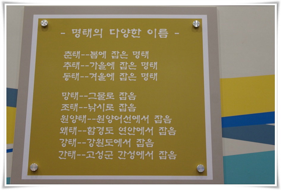 명태의 다양한 이름에 대해서 적어놓은 판넬, 춘태-봄에 잡은 명태, 추태-가을에 잡은 명태, 동태-겨울에 잡은 명태, 망태-그물로 잡음, 조태-낚시로 잡음, 원양태-원양어선에서 잡음, 왜태-함경도 연안에서 잡음, 강태-강원도에서 잡음, 간태-고성군 간성에서 잡음