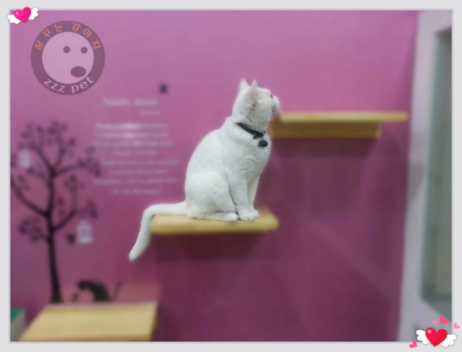 꿈꾸는강아지 마스코트 히트~~~♥♥♥♥