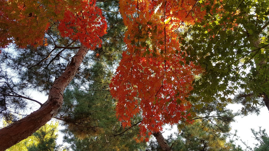 일원동 가을 풍경...