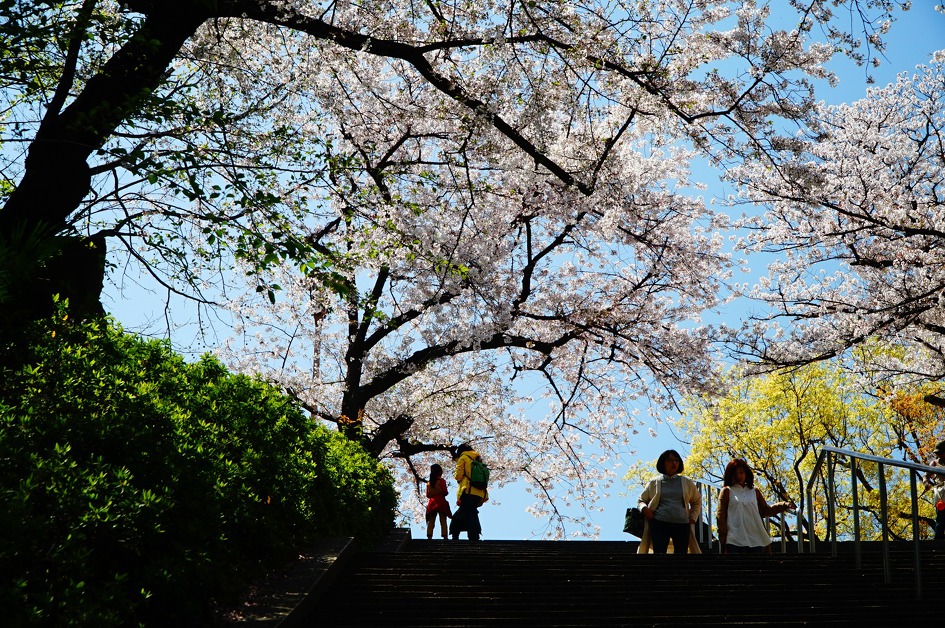 봄 벚꽃 만개한 오사카성