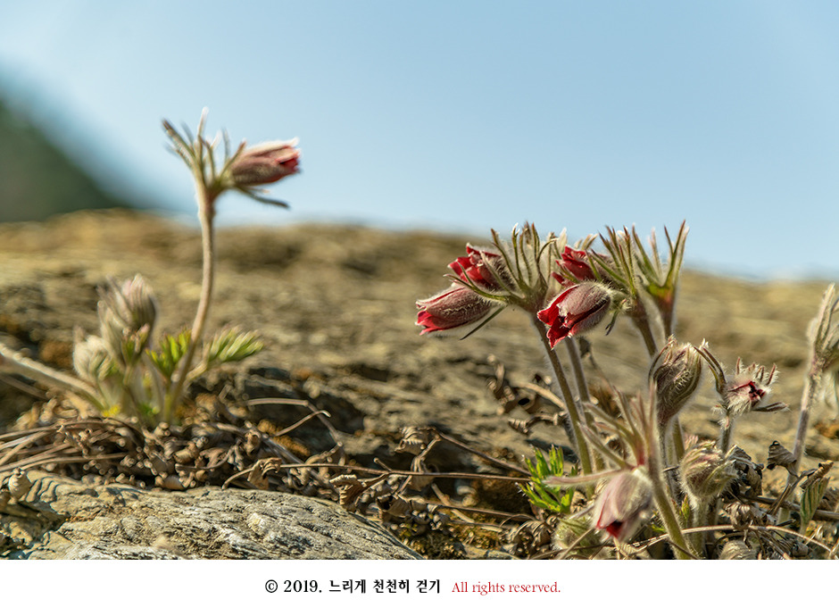 동강 생태체험관 앞 너른 바위에 피어있는 동강할미꽃