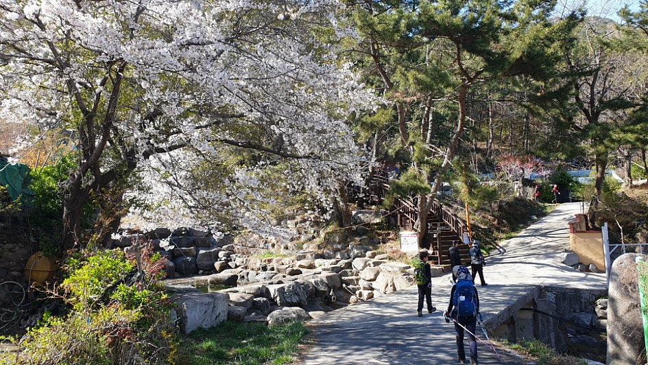 마산 무학산 진달래산행.