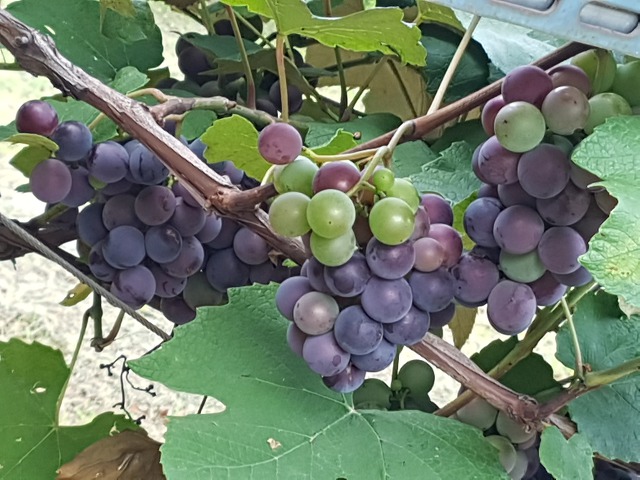 포도송이 이미지