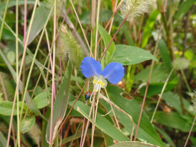 어리석은 자가 어리석은 줄 알면