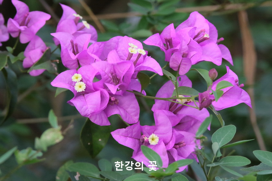 부게인빌레아