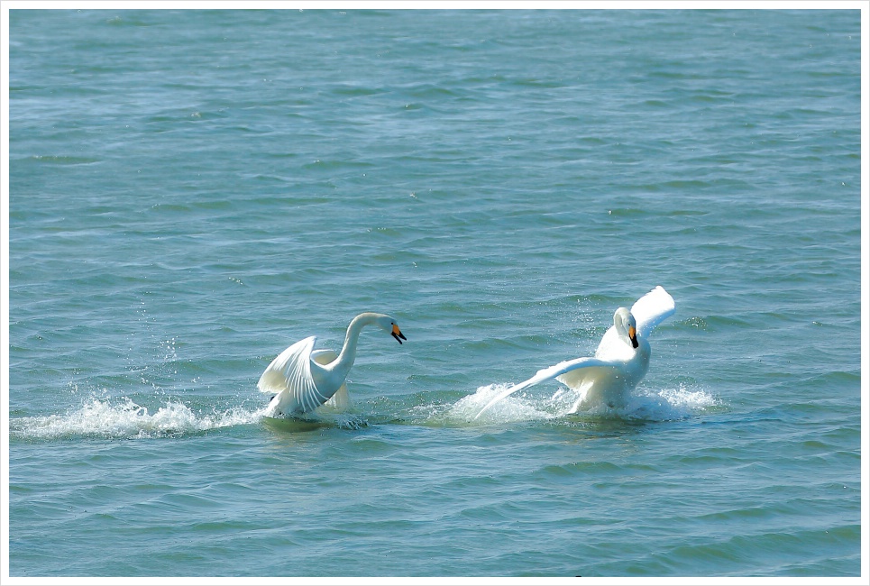 을숙도 큰고니의 일상