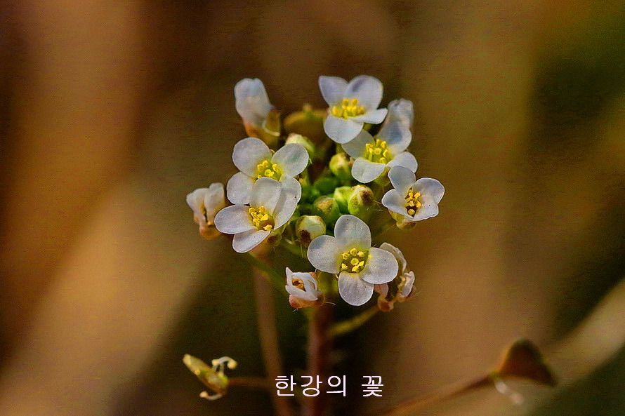 냉이