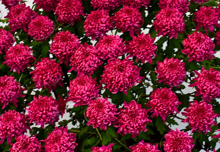 국화 향기가 진동하던 날