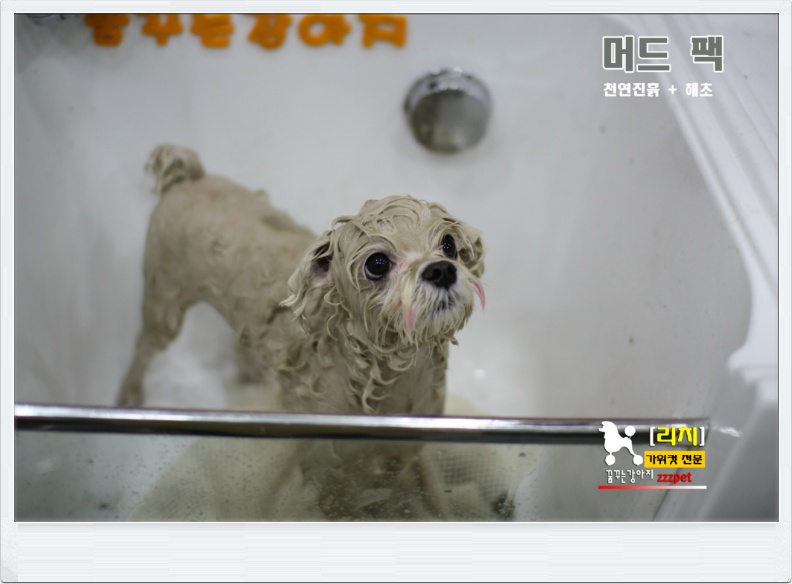 가위컷뿐이 아니고 머드팩까지! 대전 [애견미용]