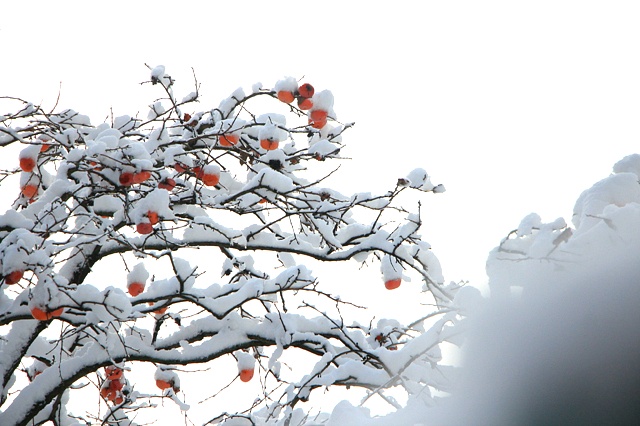 하얀 고백의 겨울