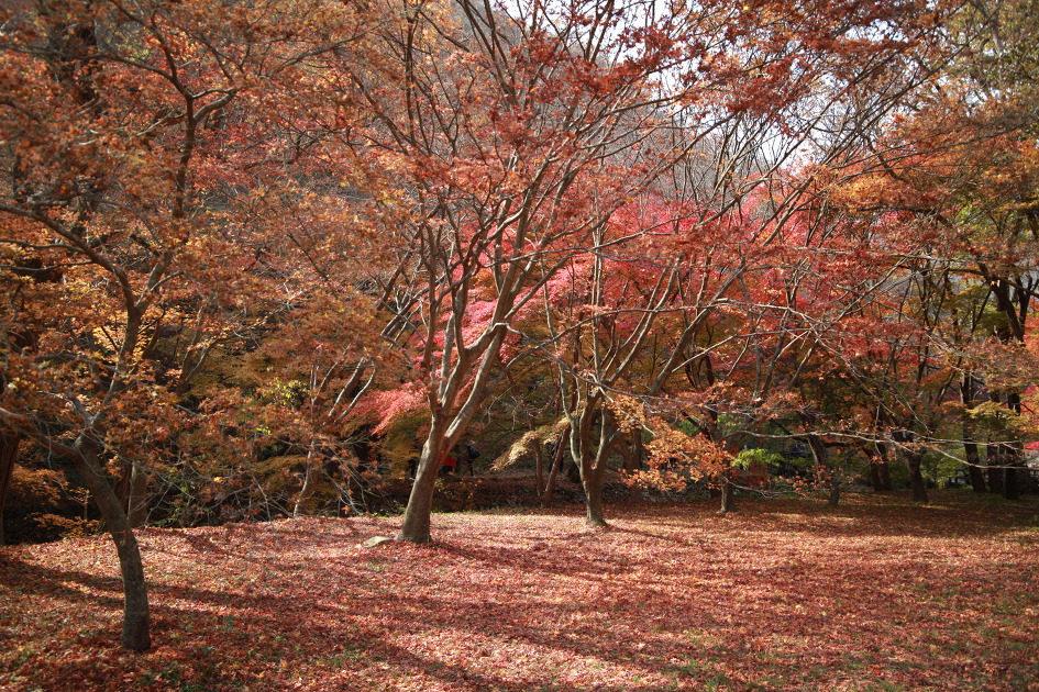 내차로,열흘간 시간여행,11일째(여수,내장산단풍)
