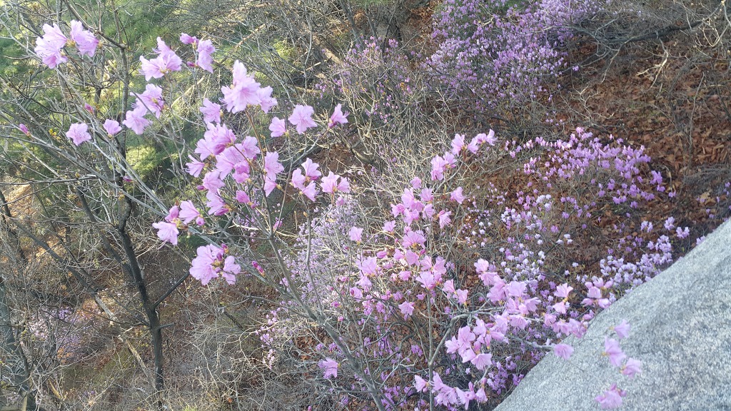 불암산둘레길 불암산진달래길 불암산정상 불암산