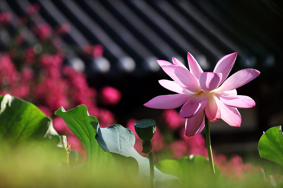 [연의 꿈] 연꽃 파일 몇 장을 함께 엮어보다 / 토함