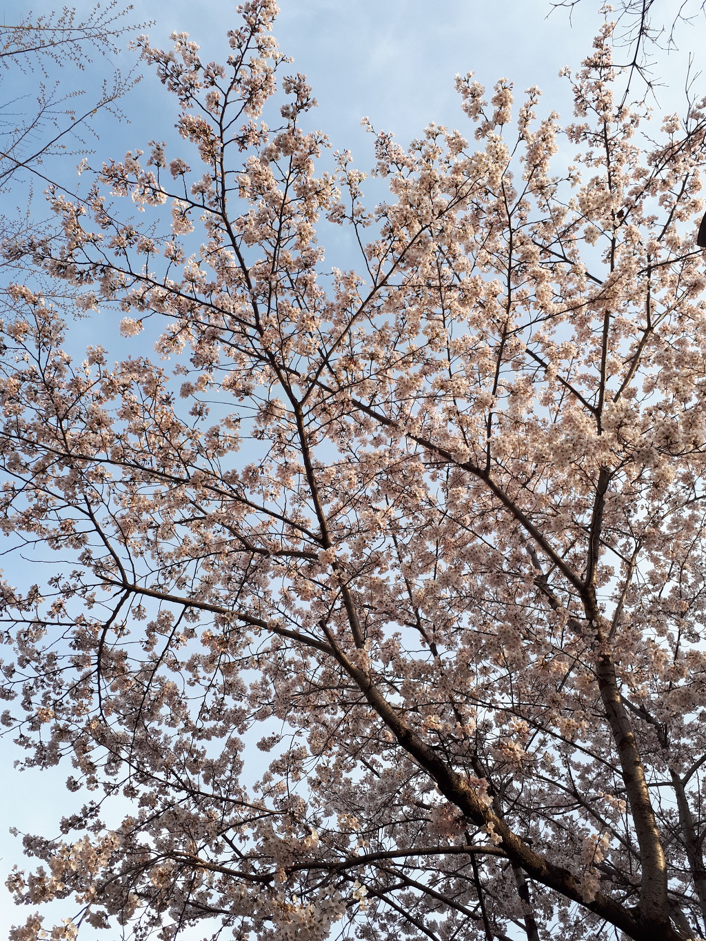 봄이 찾아 온 연트럴 파크