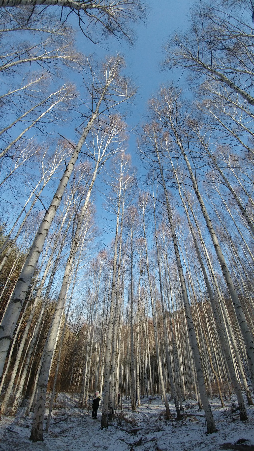 인제 자작나무숲(원대리)