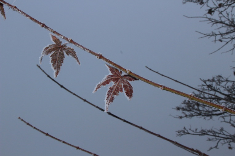 12月