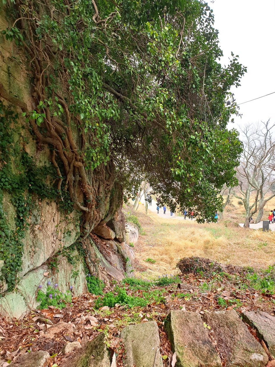 신안 암태도 노만사와 승봉산(2019.4.7) 