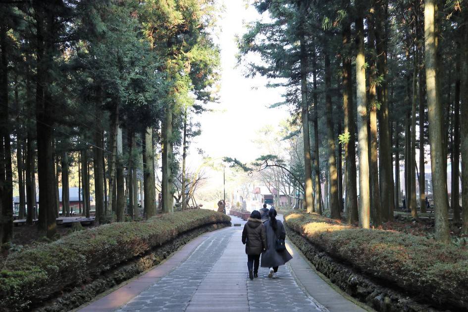 [제주]  절물자연휴양림  삼나무숲    (20190123)
