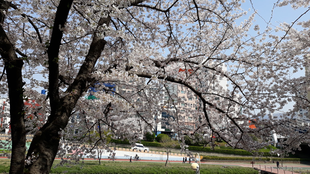 벚꽃 활짝~